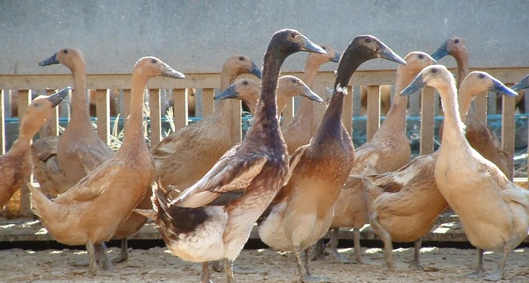 PANDUAN LENGKAP : CARA BETERNAK ITIK PETELUR UNTUK PEMULA