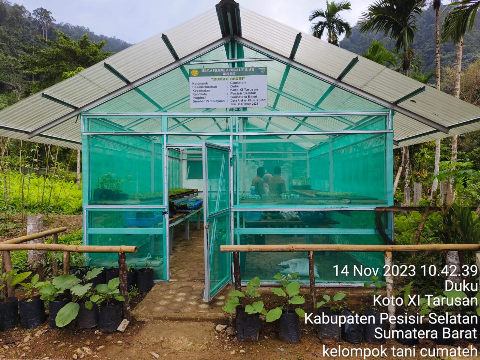 MONEV P2L DI KELOMPOK TANI CUMATEH KEC. KOTO XI TARUSAN