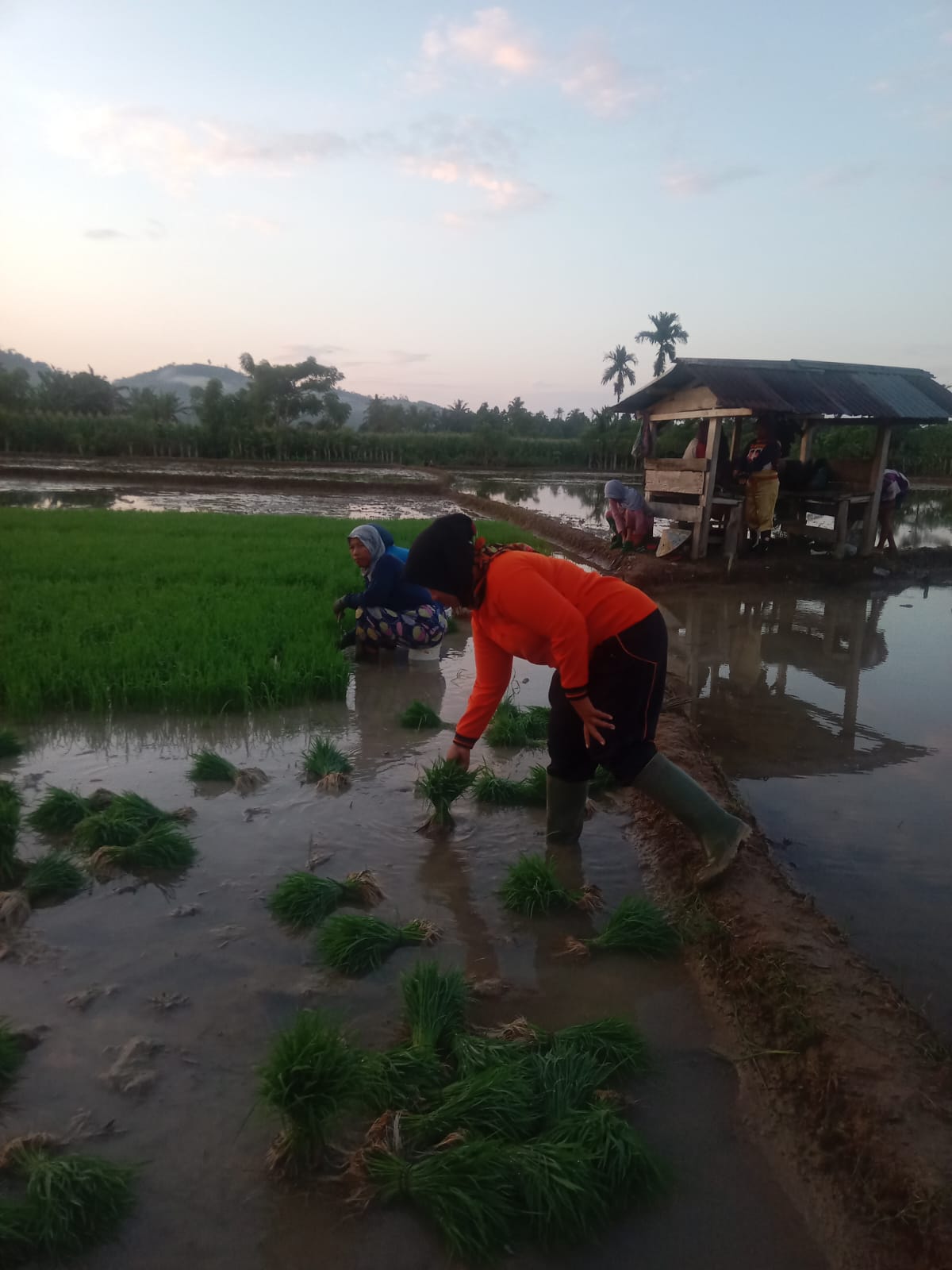 PECABUTAN BENIH DIPERSEMAIAN