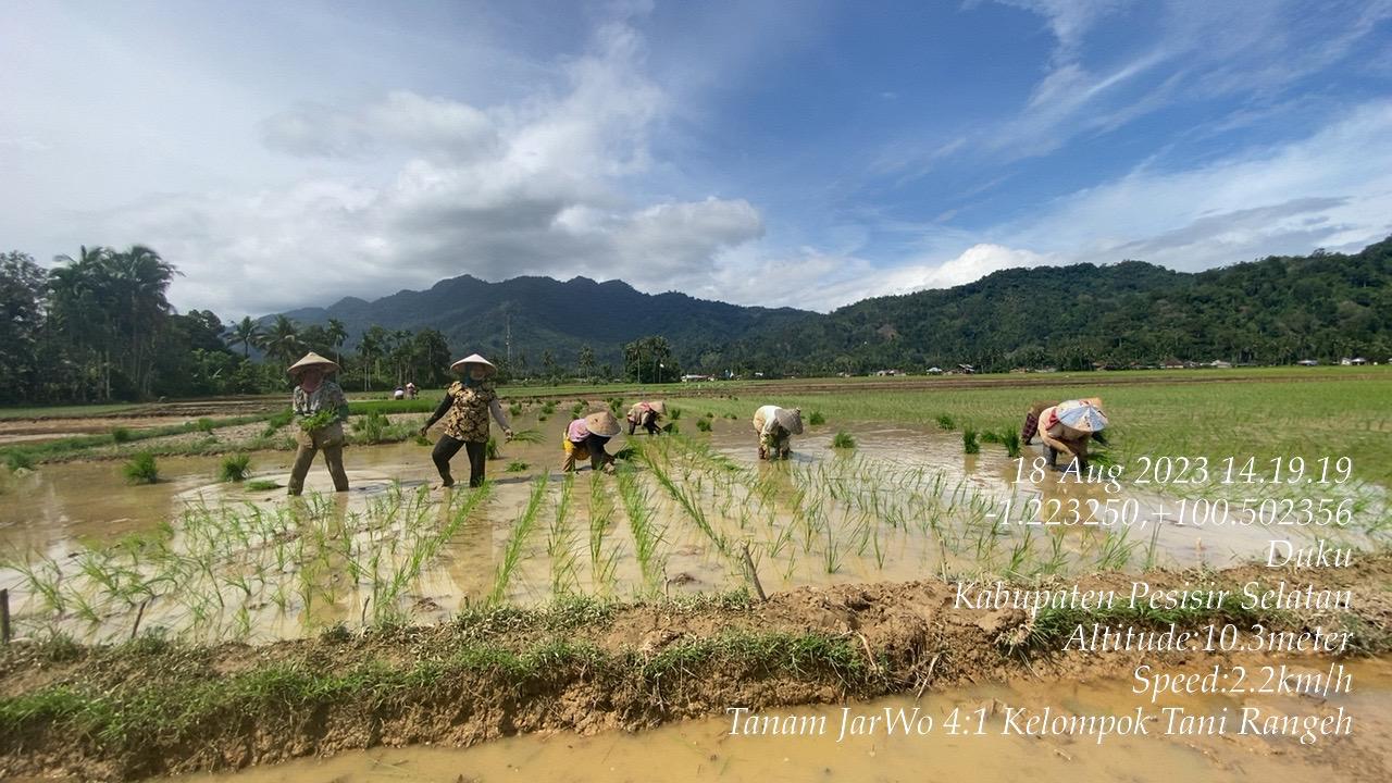 BUDIDAYA PADI SAWAH DENGAN SISTIM JAJAR LEGOWO 4:1