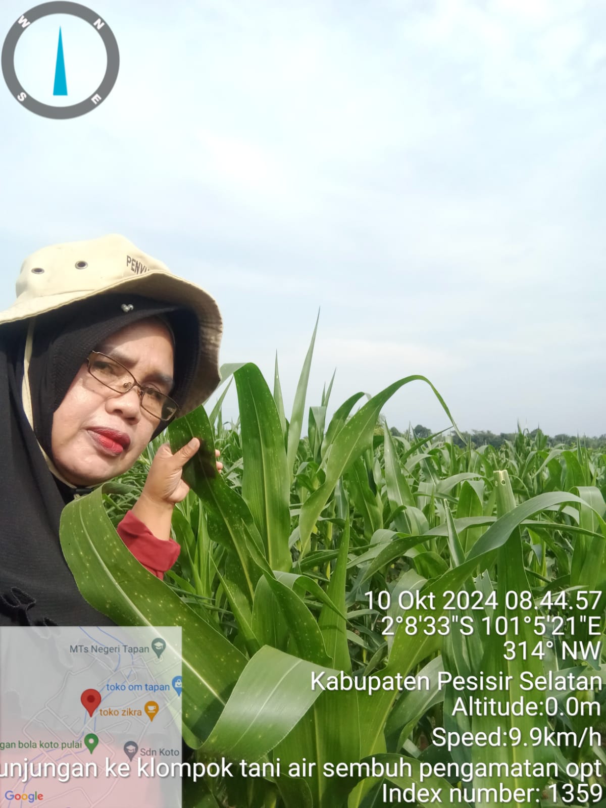  Pengamatan Tanaman Jagung kelompok tani Batang Air Sembuh Nagari Binjai Tapan 