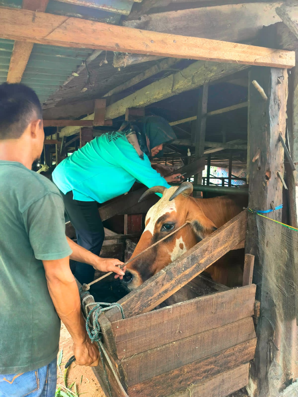 Puskeswan Sutera Melakukan Pengobatan Kepada Sapi yang Terkena BEF