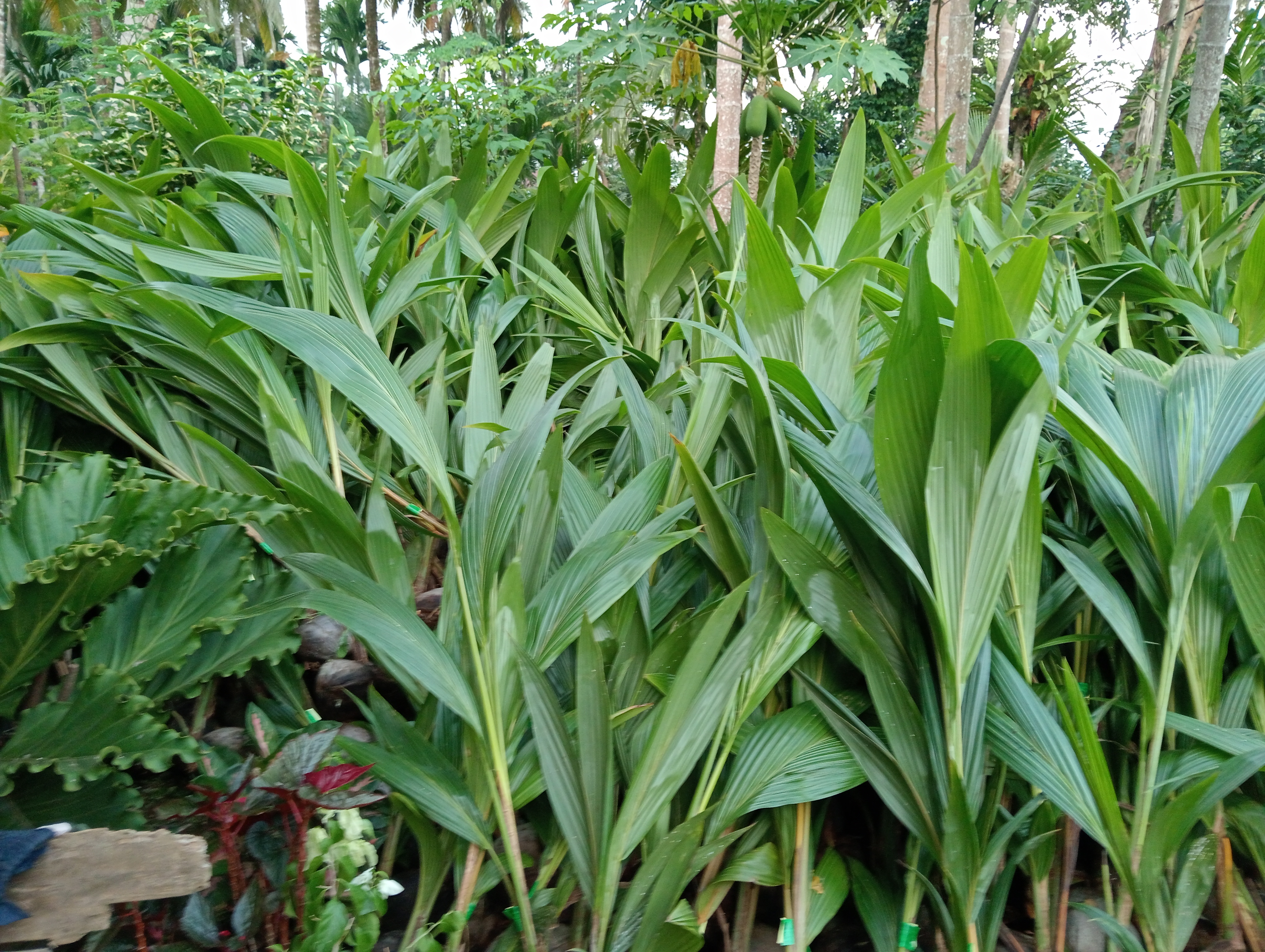 Kelompok tani salibu Bone dapat bantuan bibit kelapa 