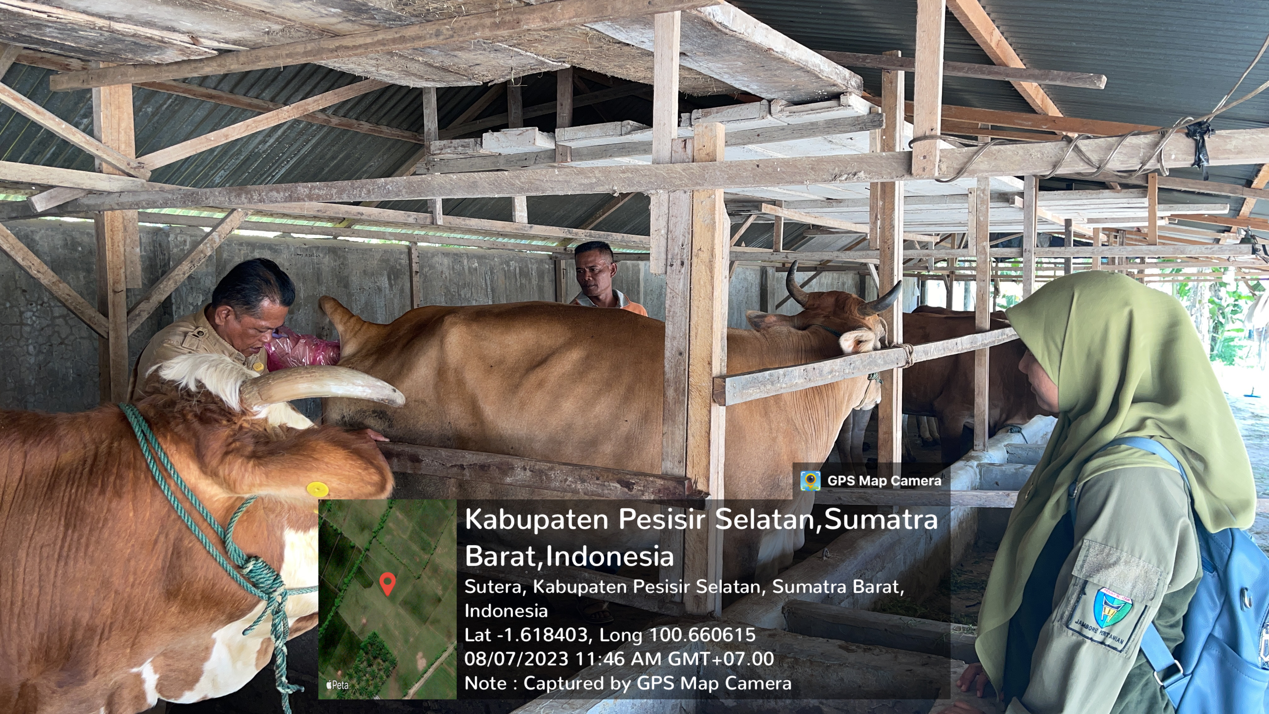 Puskeswan Sutera Melaksanakan  Pemeriksaan Kebuntingan di Amping Parak