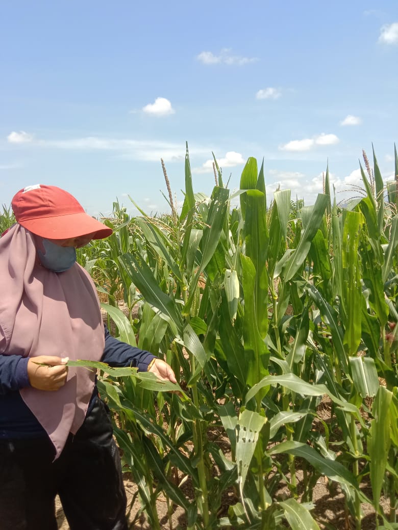 Pengamatan Hama Penyakit Tanaman Jagung kelompok Tani Lubuk Jabung Nagari Binjai Tapan 