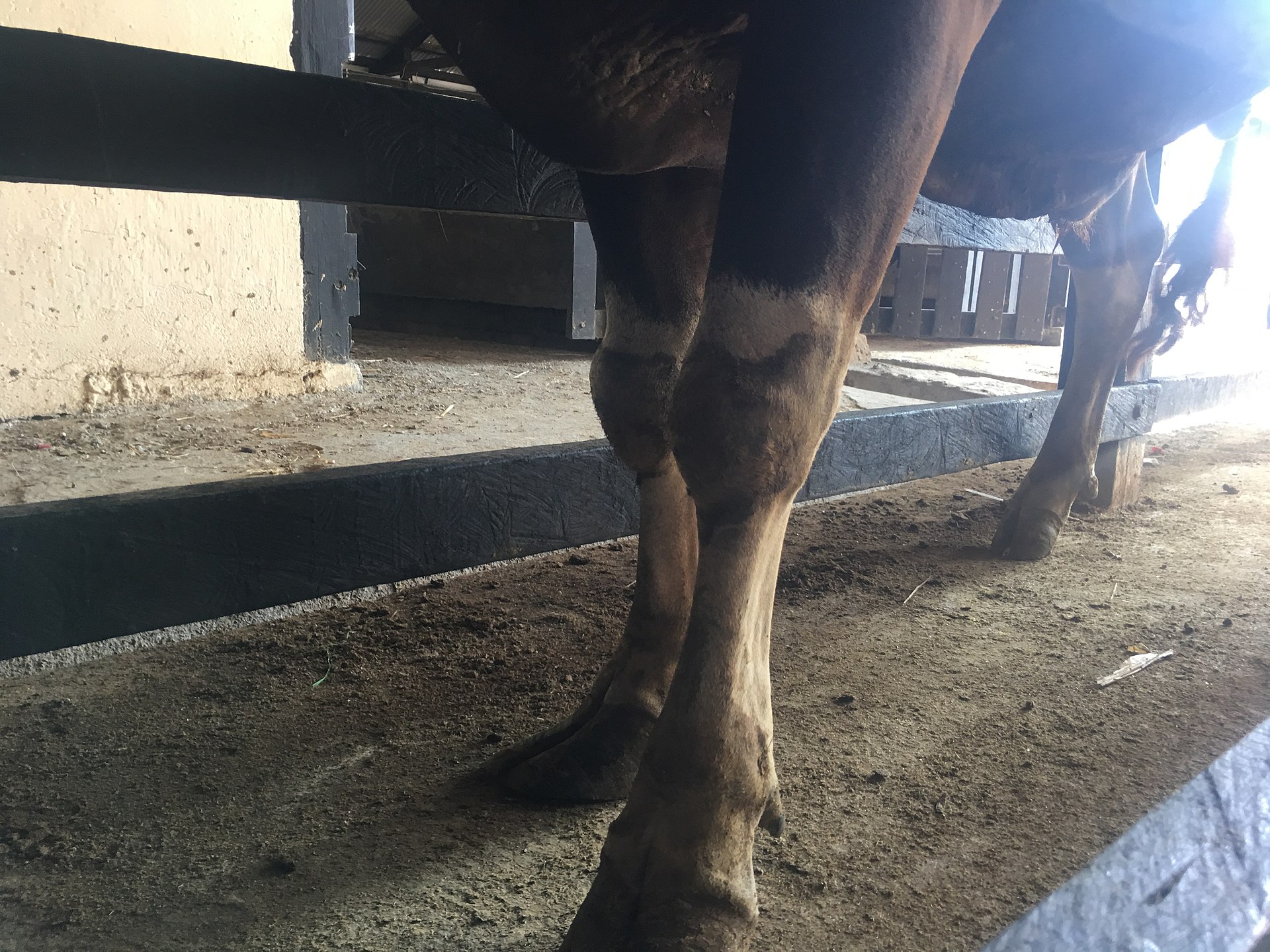 Tim puskeswan sutera mengobati abses pada sapi