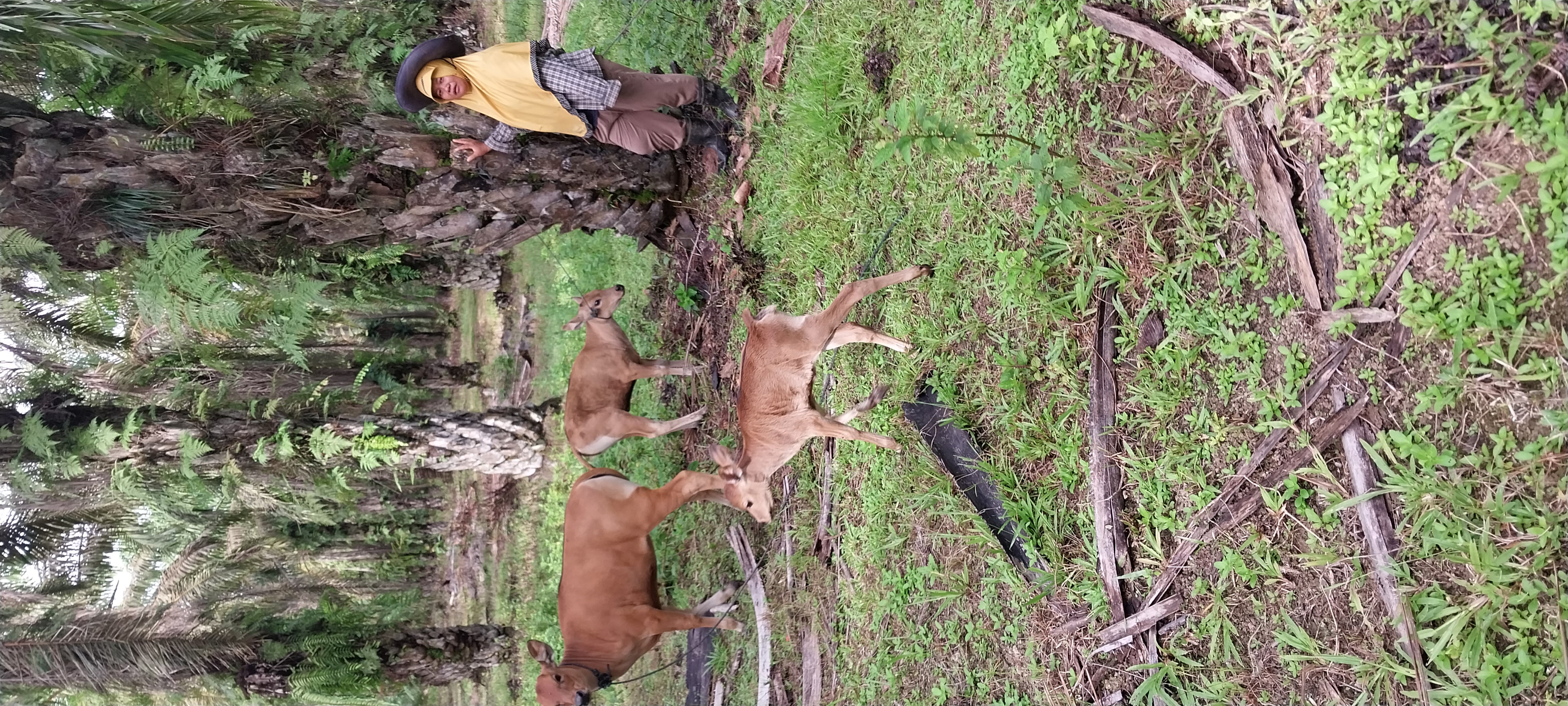 PUSKESWAN SILAUT MELAKUKAN PELAYANAN PENGOBATAN VULNUS LASERATUM PADA PEDET SAPI BALI 