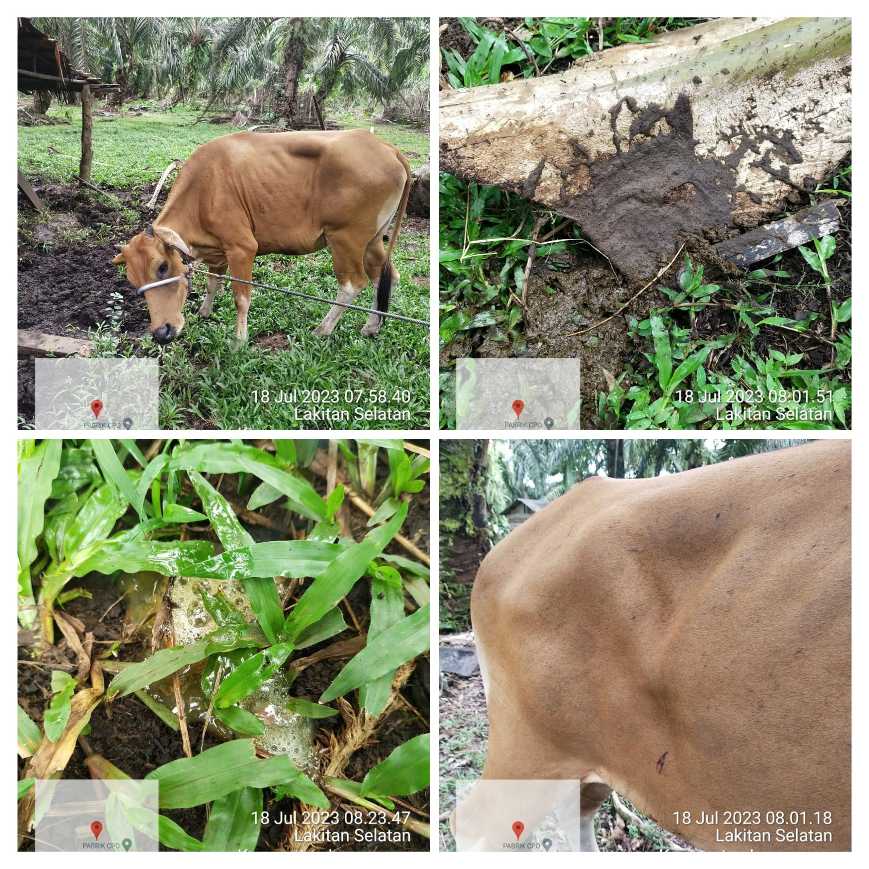 PUSKESWAN TERPADU SUTERA OBATI PENYAKIT JEMBRANA SAPI DI LAKITAN