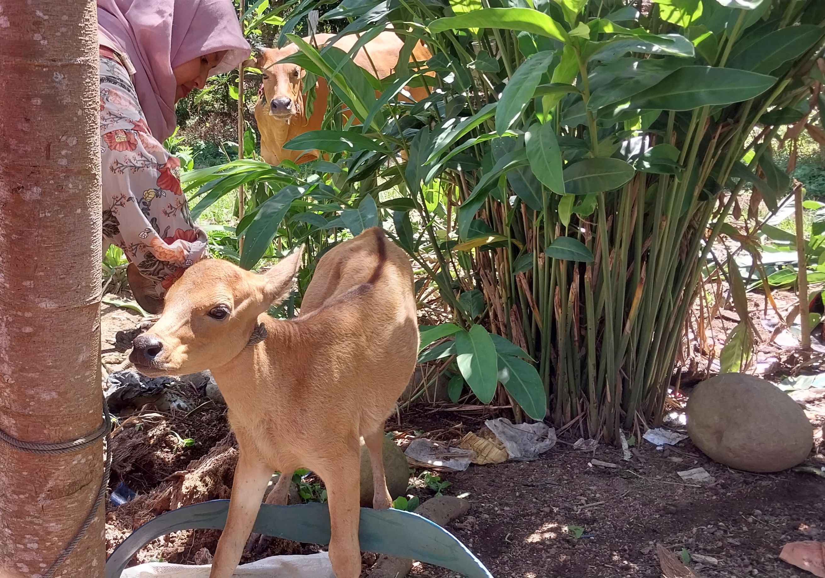 Puskeswan Silaut Melakukan Penanganan Diare pada Pedet