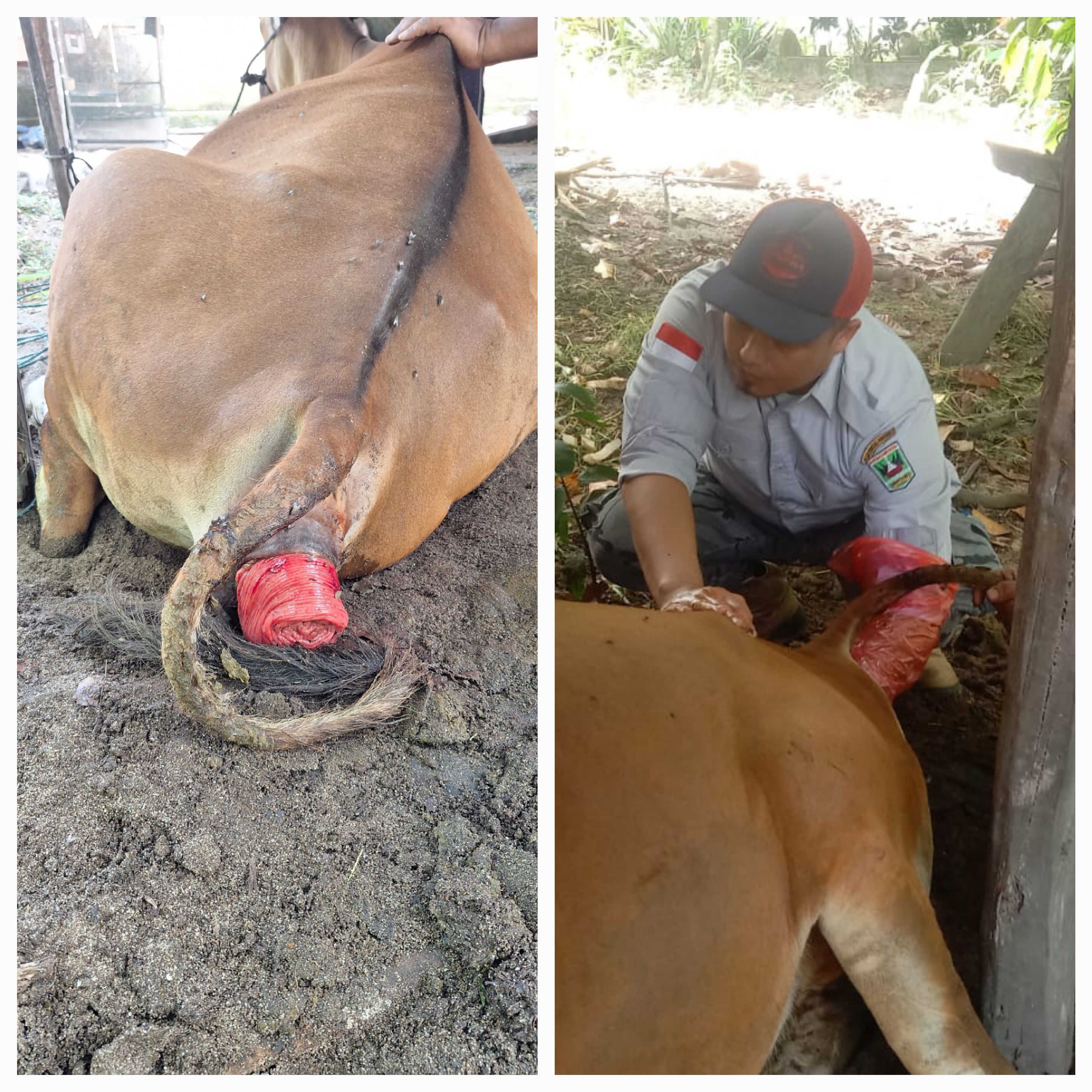 Prolaps Ani pada Sapi Prepartus