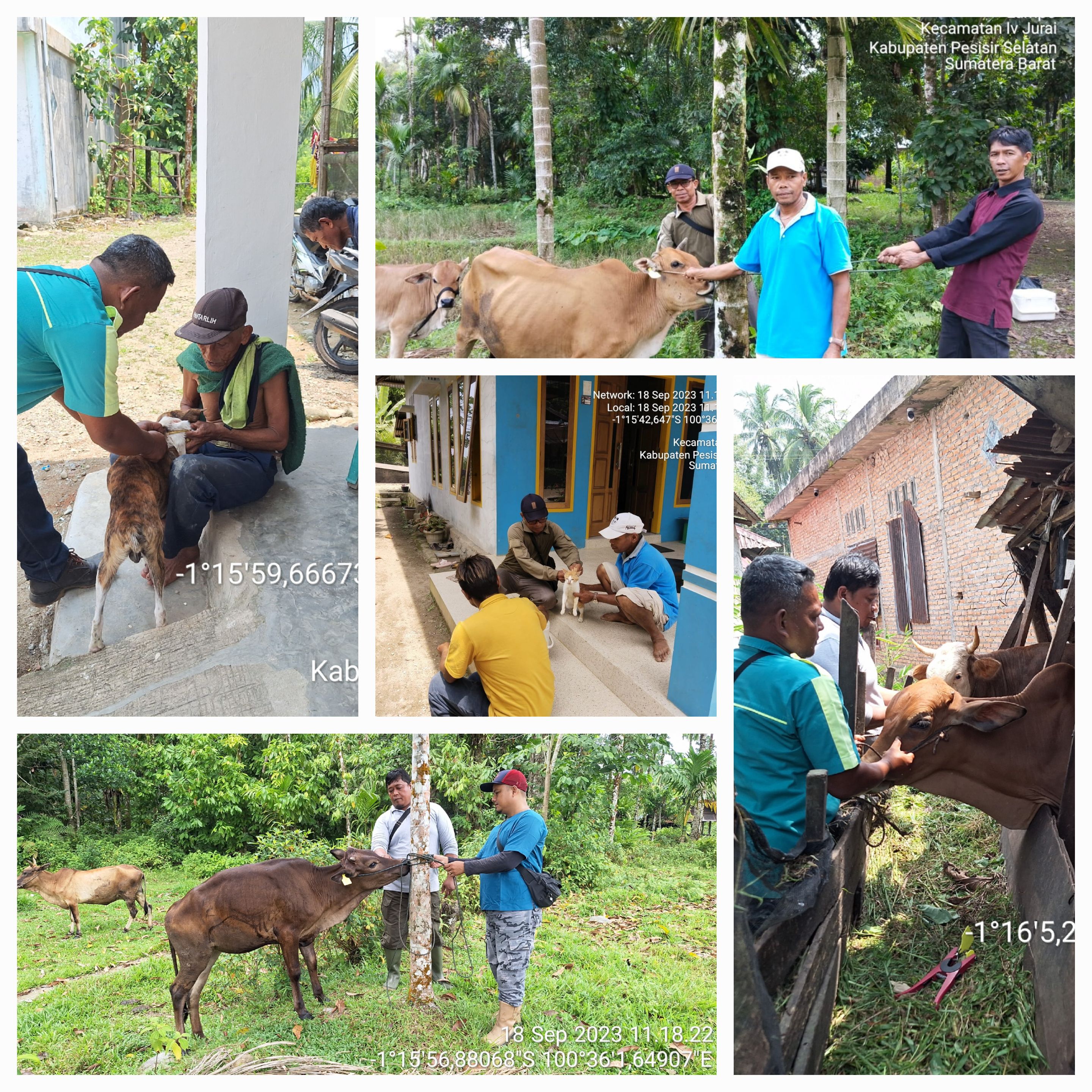 PELAKSANAAN VAKSINASI PMK DAN RABIES DI NAGARI LIMAU GADANG DAN BATU KUNIK LUMPO KEC. IV JURAI.