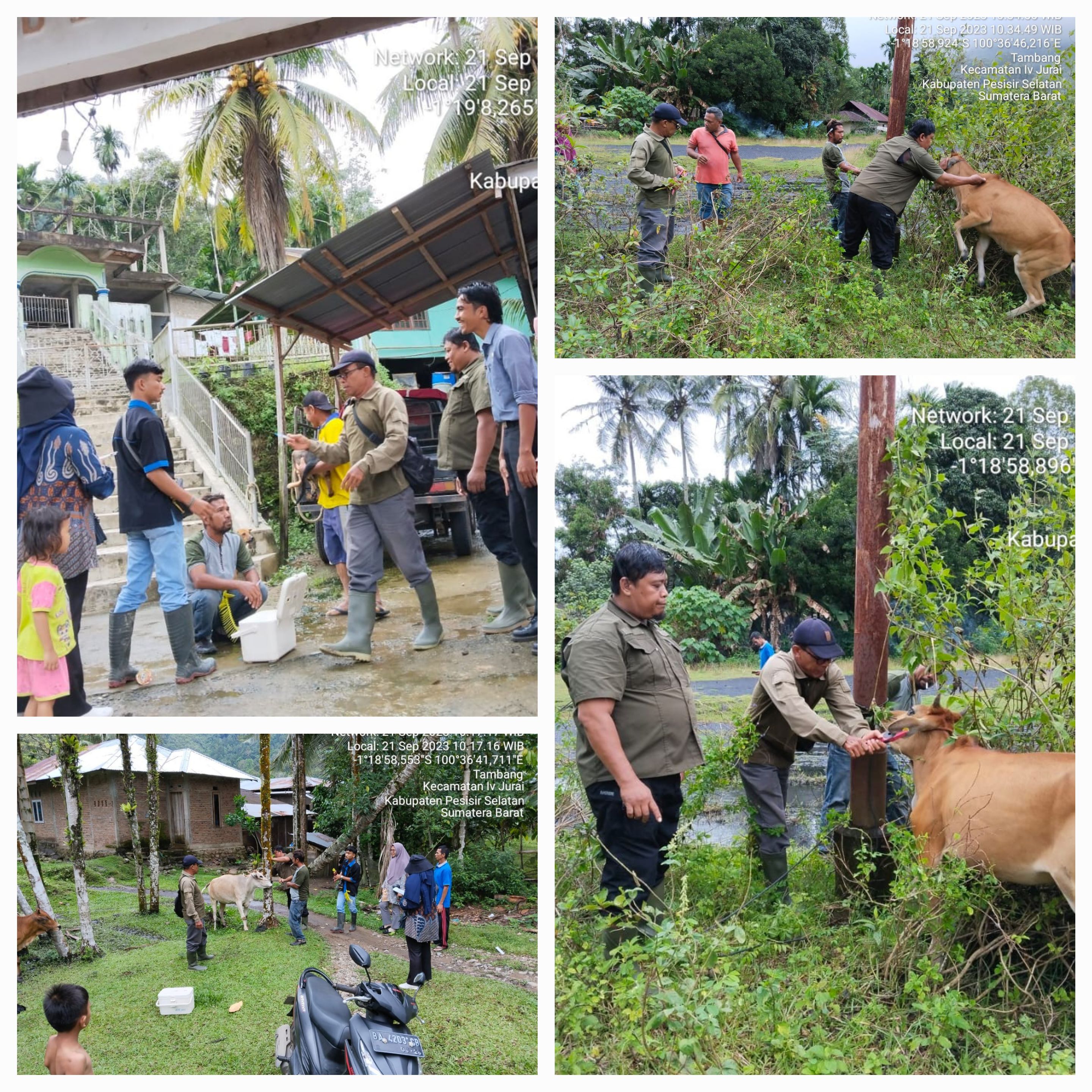 PELAKSANAAN VAKSINASI PMK DAN RABIES DI NAGARI TAMBANG KEC. IV JURAI