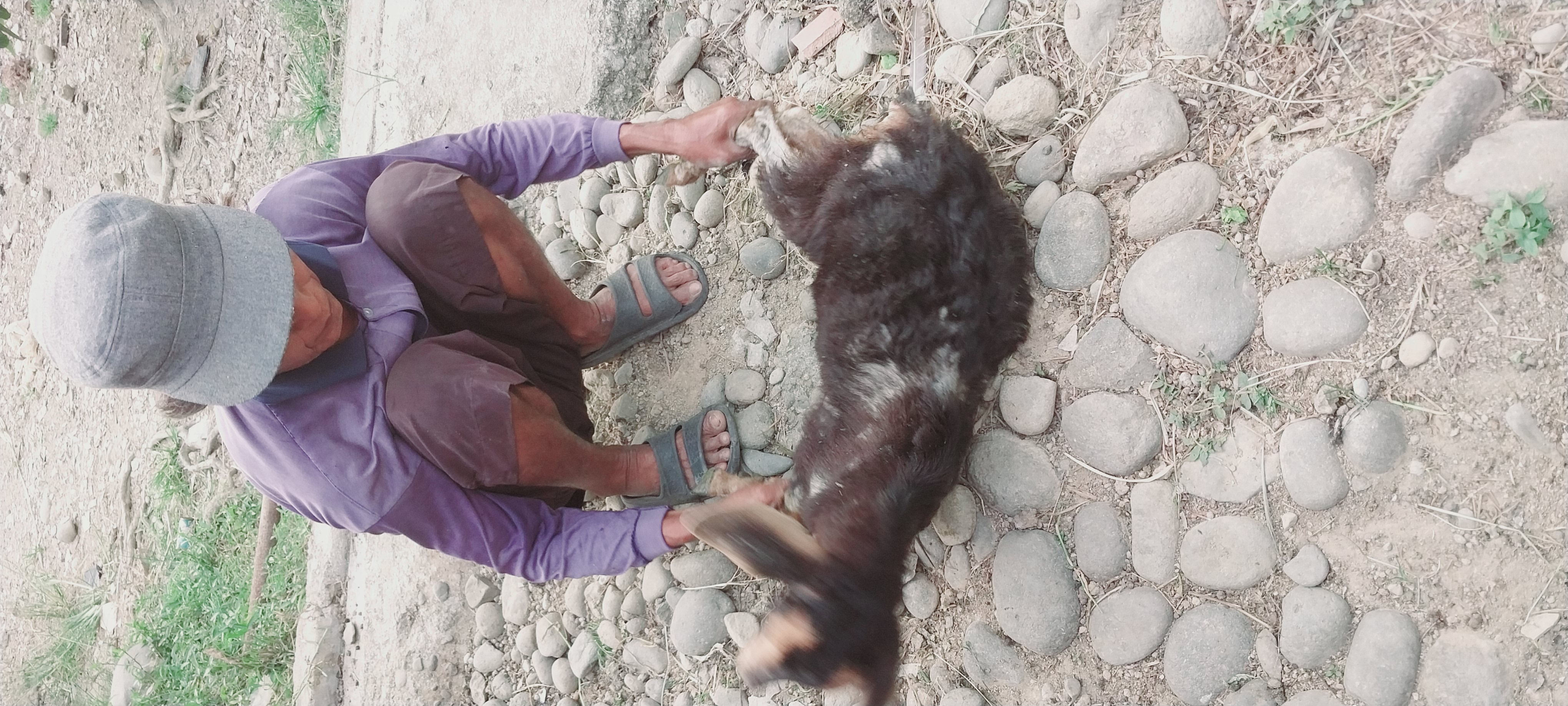 PELAYANAN PUSKESWAN SILAUT KASUS SKABIES PADA KAMBING 