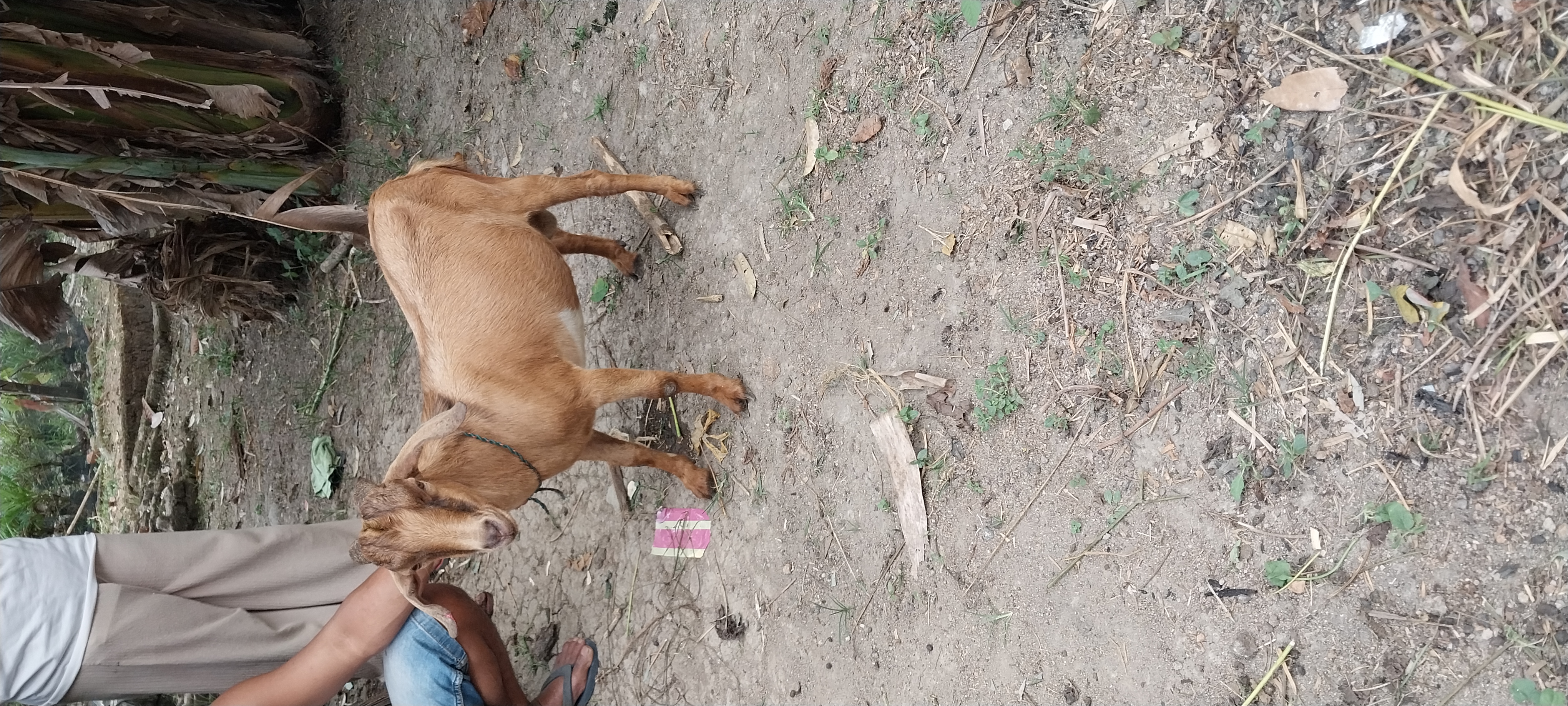 PENANGANAN BLOAT PADA KAMBING