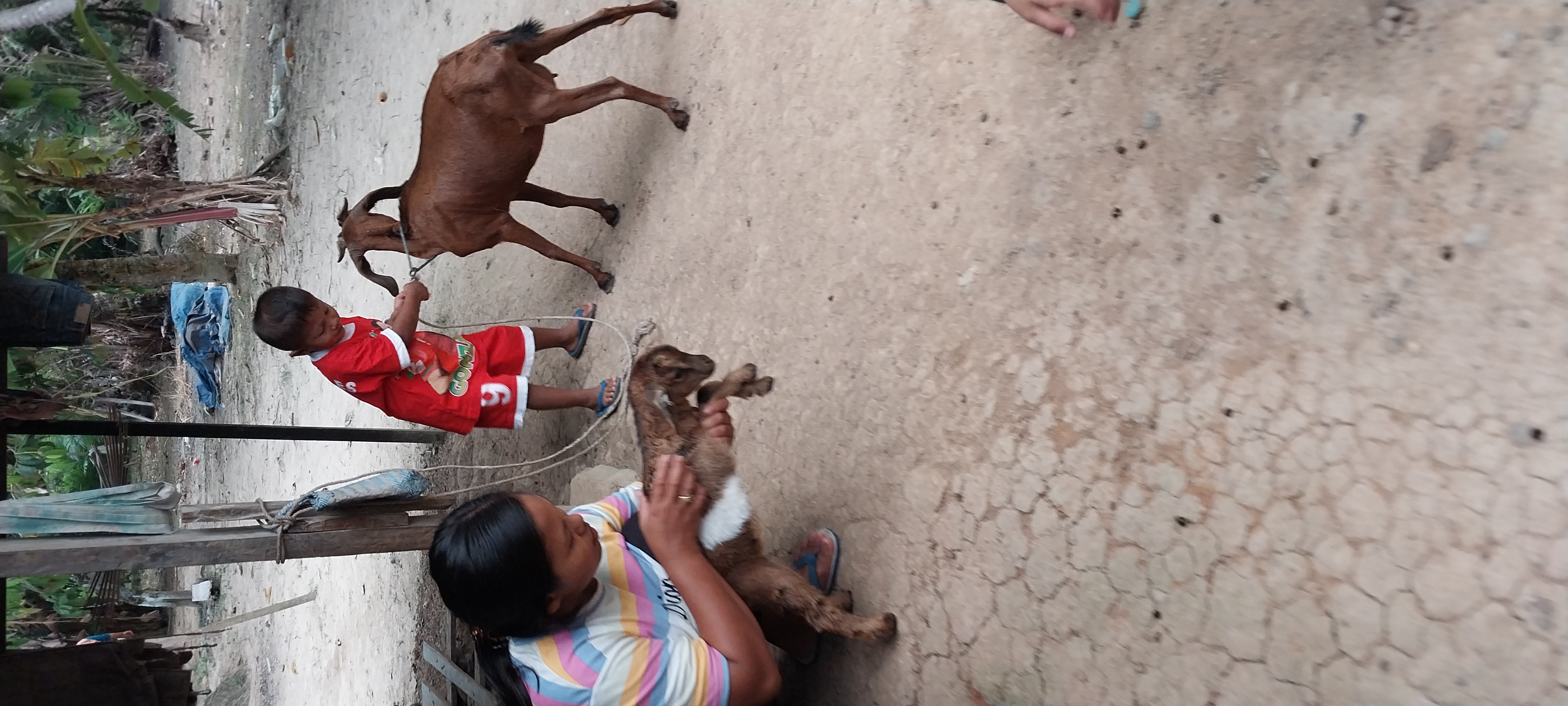 Pengobatan Skabies Pada Anak Kambing