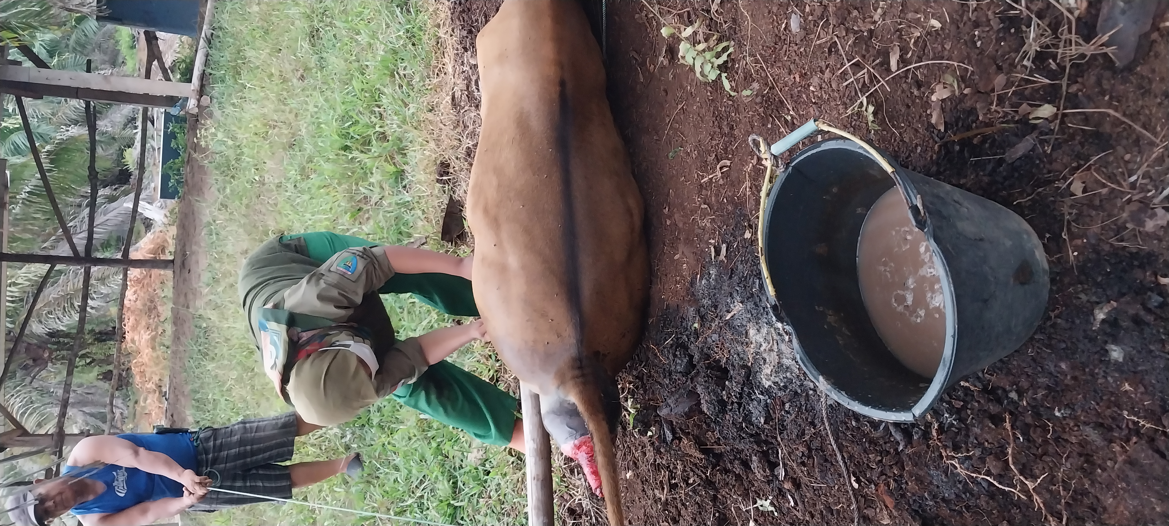 PENANGANAN PROLAPSUS REKTUM PADA SAPI BALI JANTAN