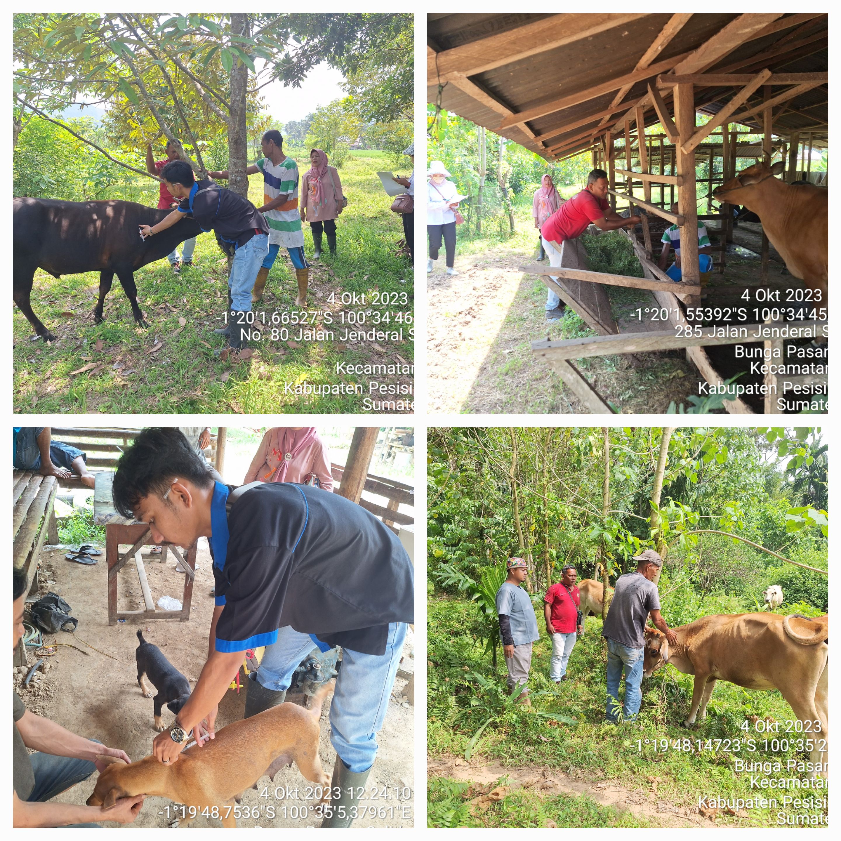 PELAKSANAAN VAKSINASI PMK DAN RABIES DI NAGARI BUNGO PASANG KEC. IV JURAI