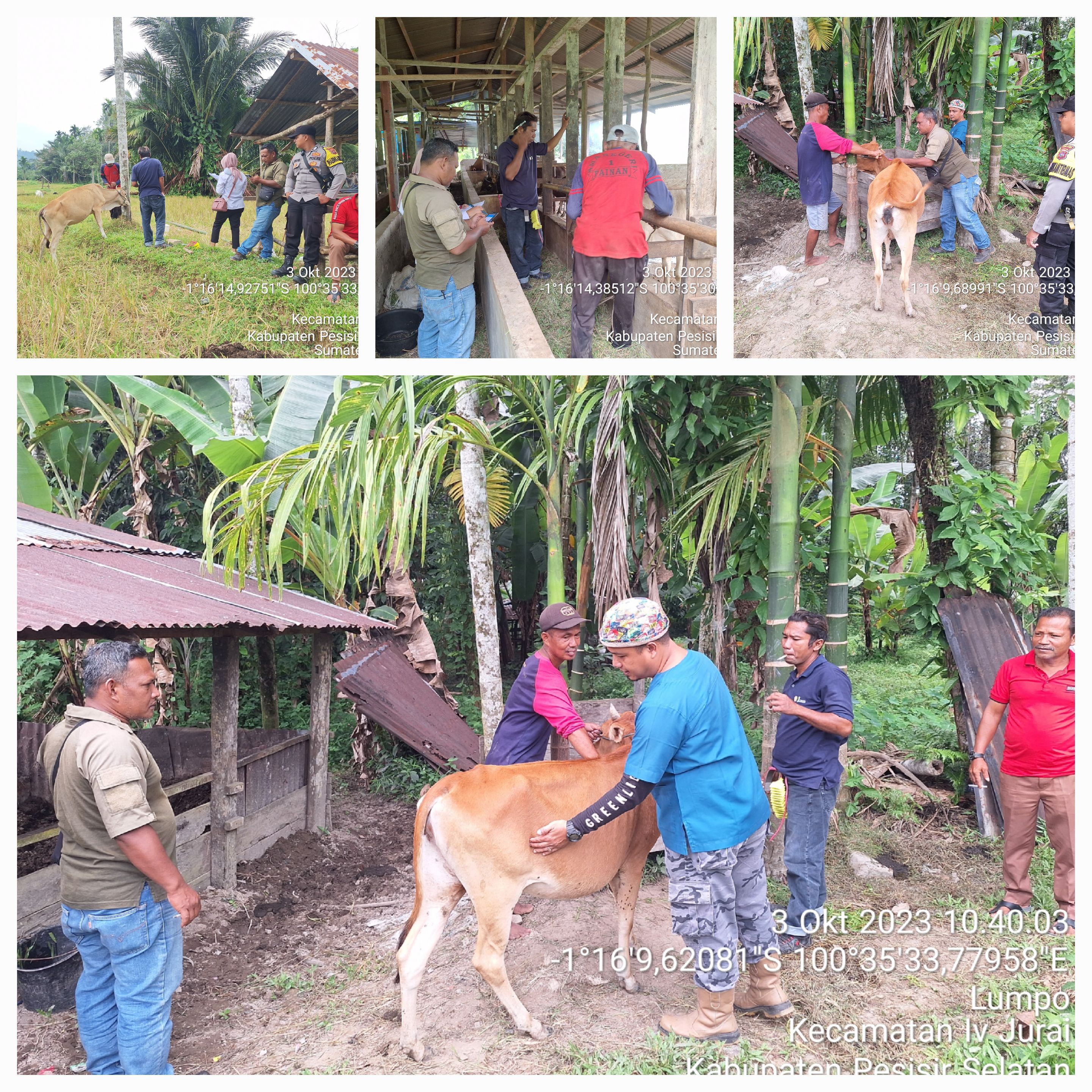 PELAKSANAAN VAKSINASI PMK DAN RABIES DI NAGARI TARATAK TANGAH LUMPO KEC. IV JURAI