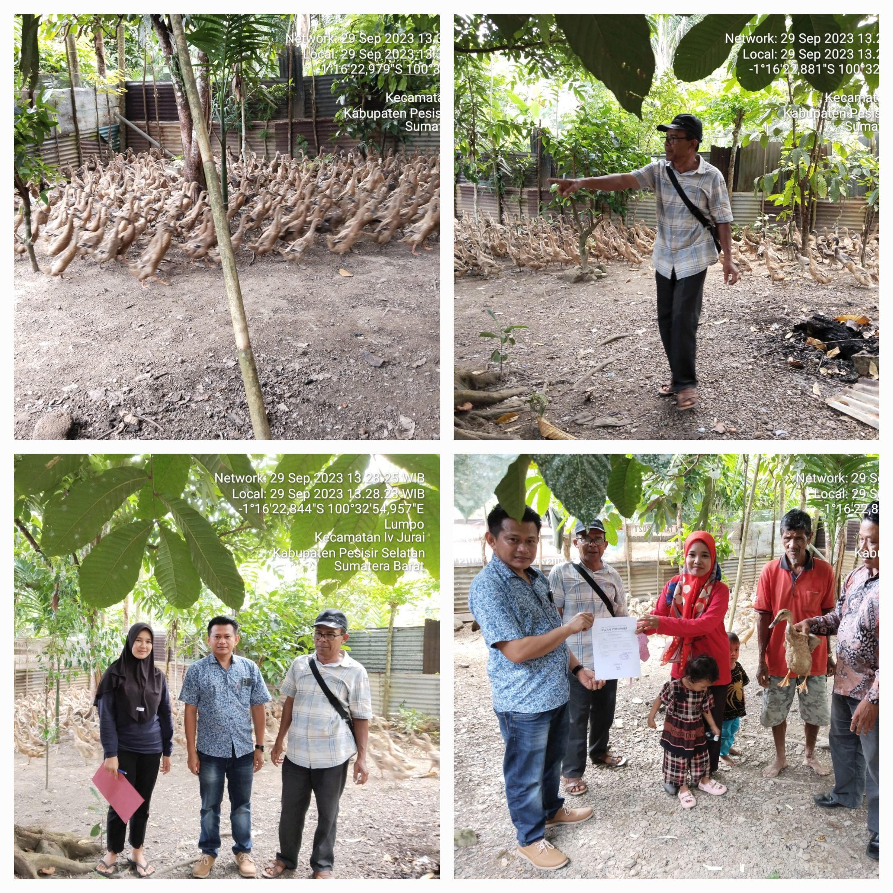 PUSKESWAN PAINAN IKUT MENDAMPINGI SERAH TERIMA BANTUAN ITIK PETELUR DI KELOMPOK KOTO RANGGO 1