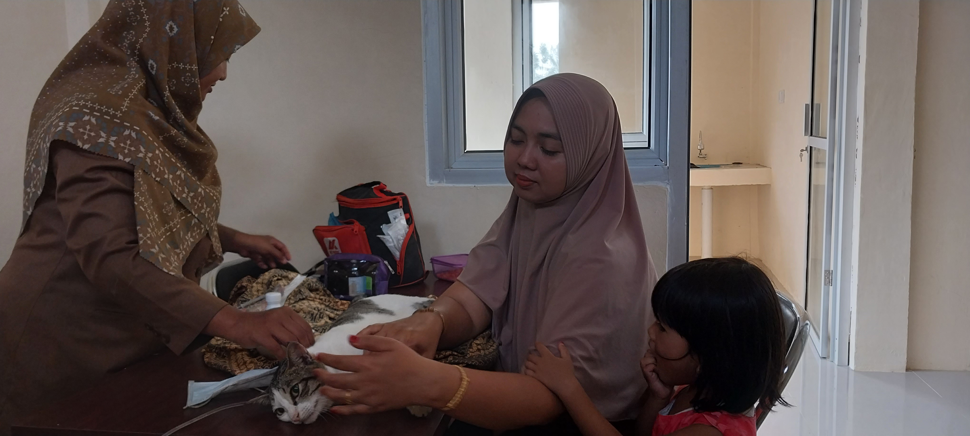 Pelayanan Emergency Kucing Korban Tabrakan