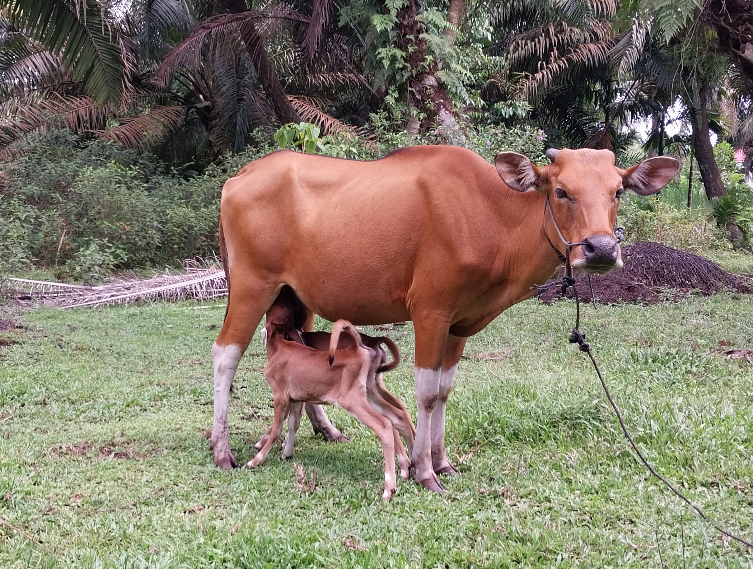 SAPI BALI \"KAWIN ALAMI\" LAHIRKAN ANAK KEMBAR DI SILAUT 3 