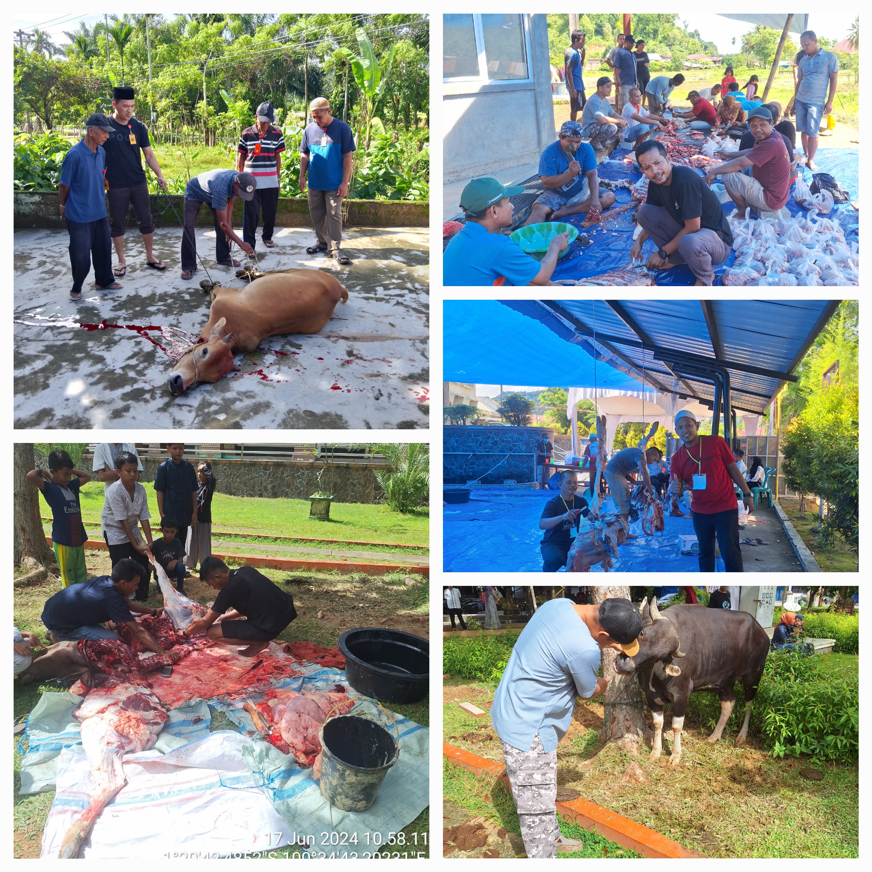 PEMERIKSAAN HEWAN KURBAN IDUL ADHA 1445 H/2024 DIWILAYAH KERJA PUSKESWAN PAINAN