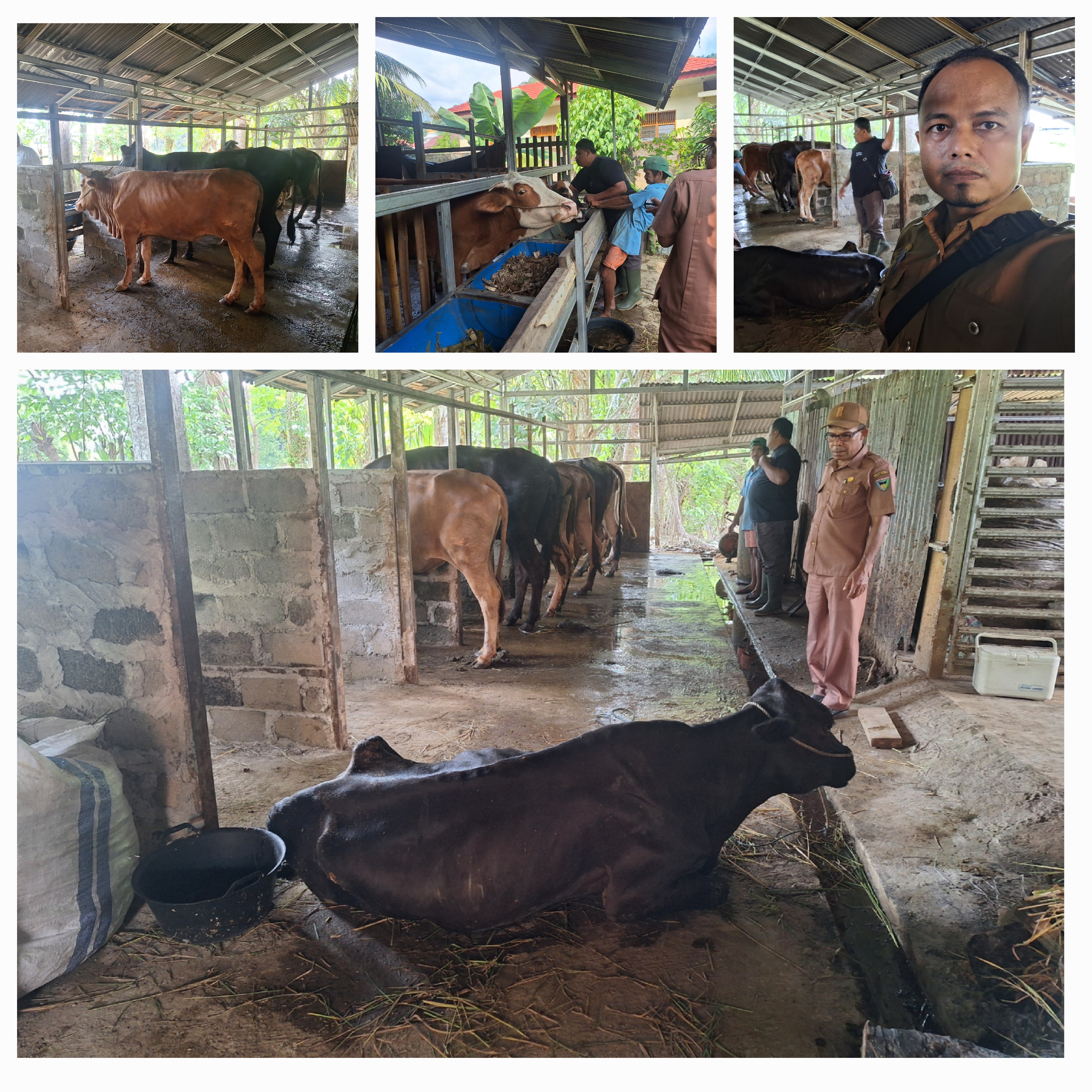 PENGOBATAN KASUS SUSPEK HIPOKALSEMIA PADA SAPI DI PUSKESWAN TERPADU PAINAN