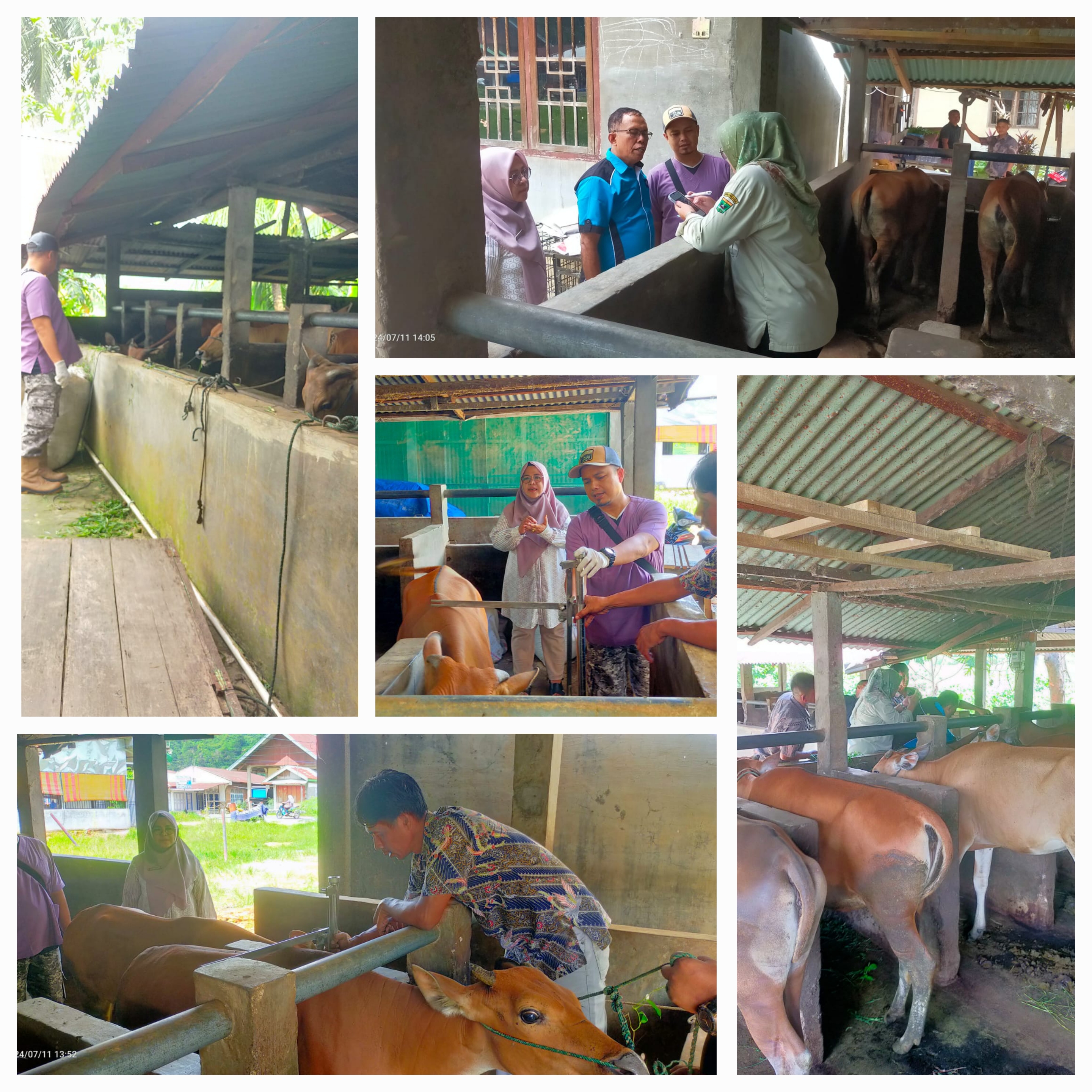 SELEKSI TERNAK SAPI BALI DI KECAMATAN KOTO IX TARUSAN