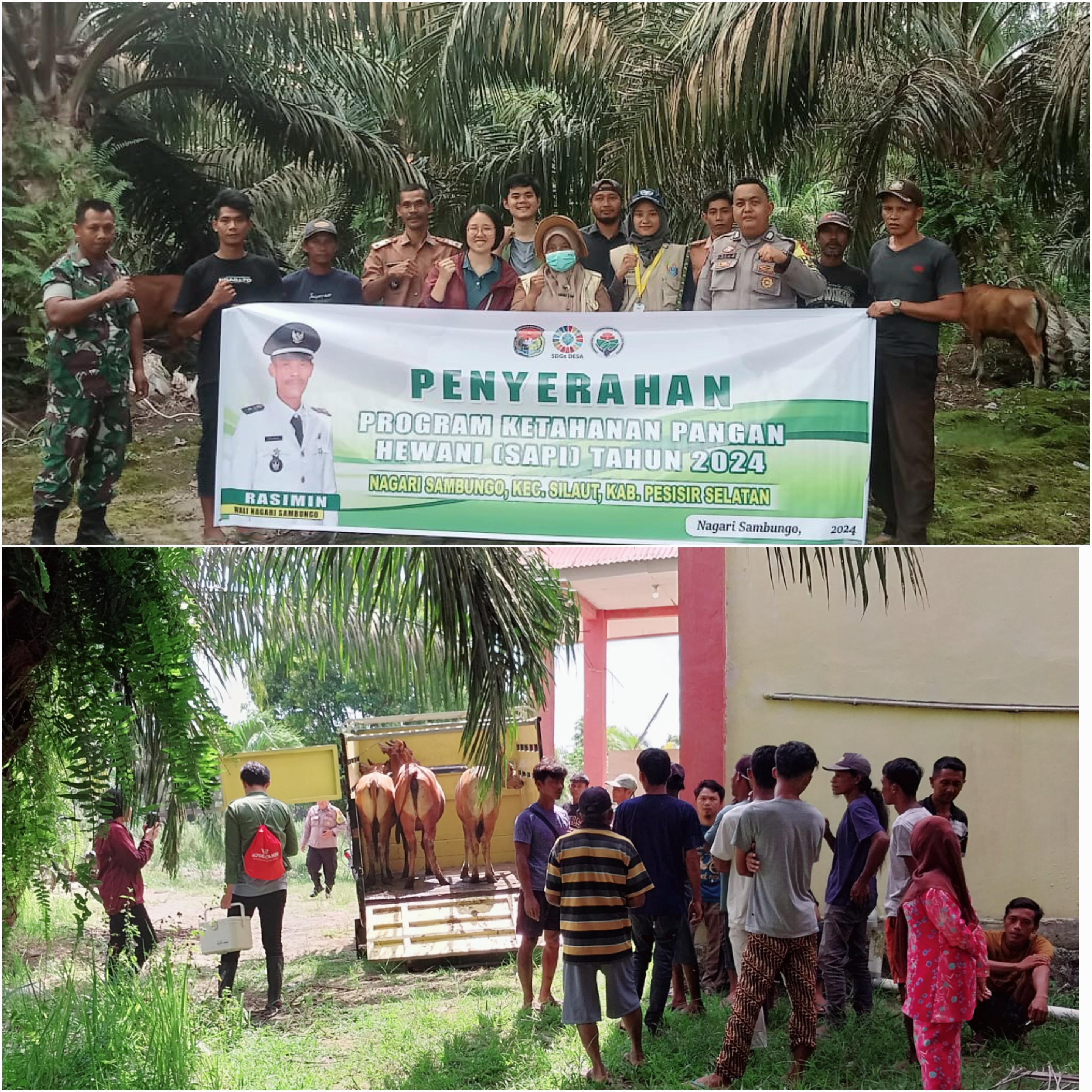 Pendampingan Puskeswan Silaut \"Penyerahan Bantuan Ternak Sapi Bali Ketahanan Pangan Nagari Sambungo