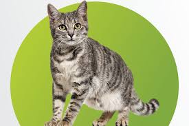 Mengenal Penyakit FIP Pada Kucing