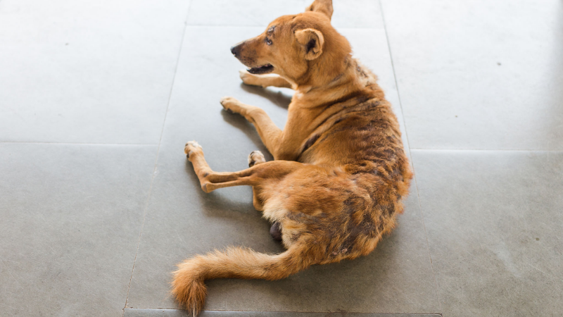 Penyakit Scabiosis Pada Anjing