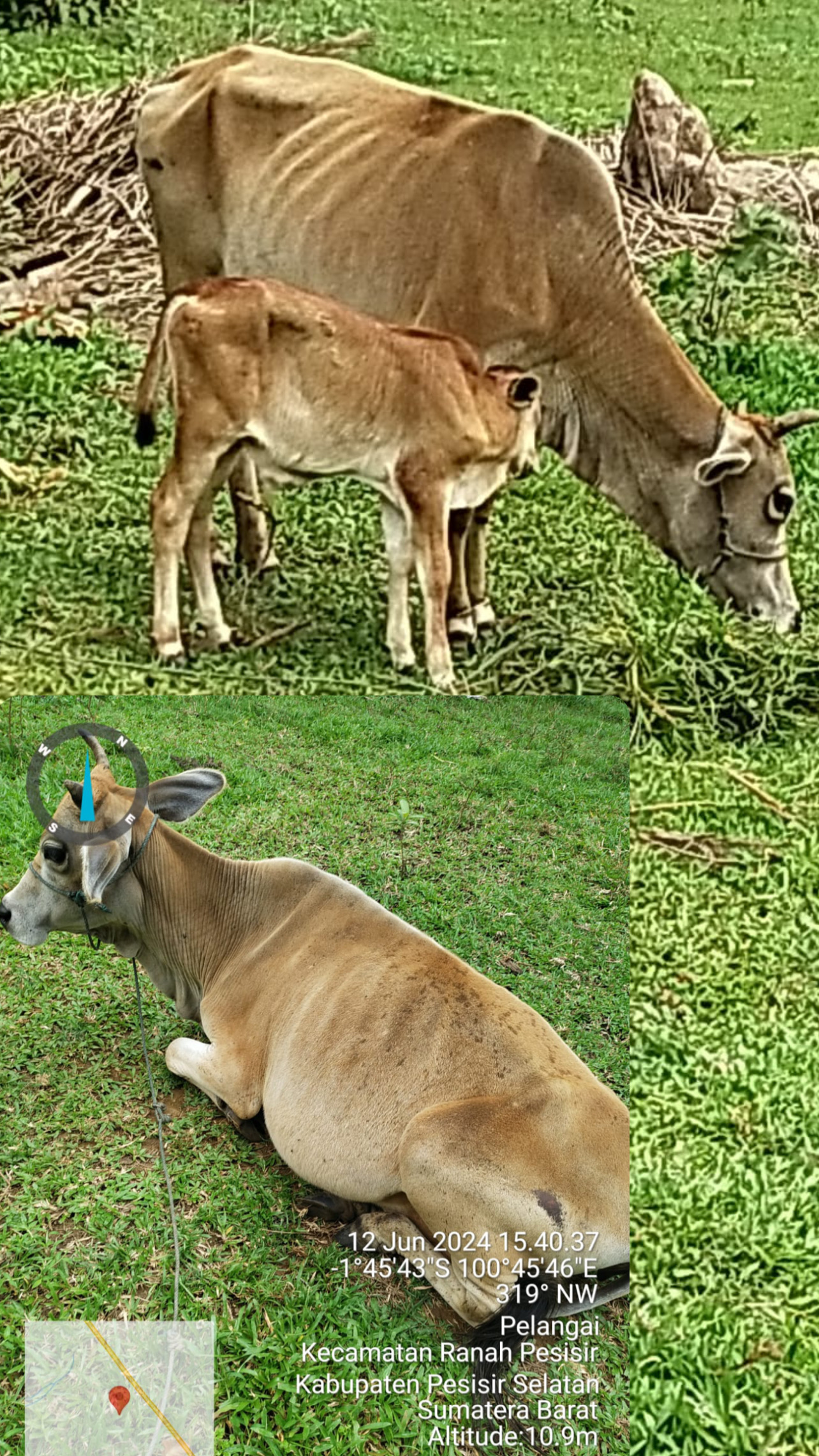 PENANGANAN DAN PENGOBATAN TERNAK SAPI BETINA DEMAM 