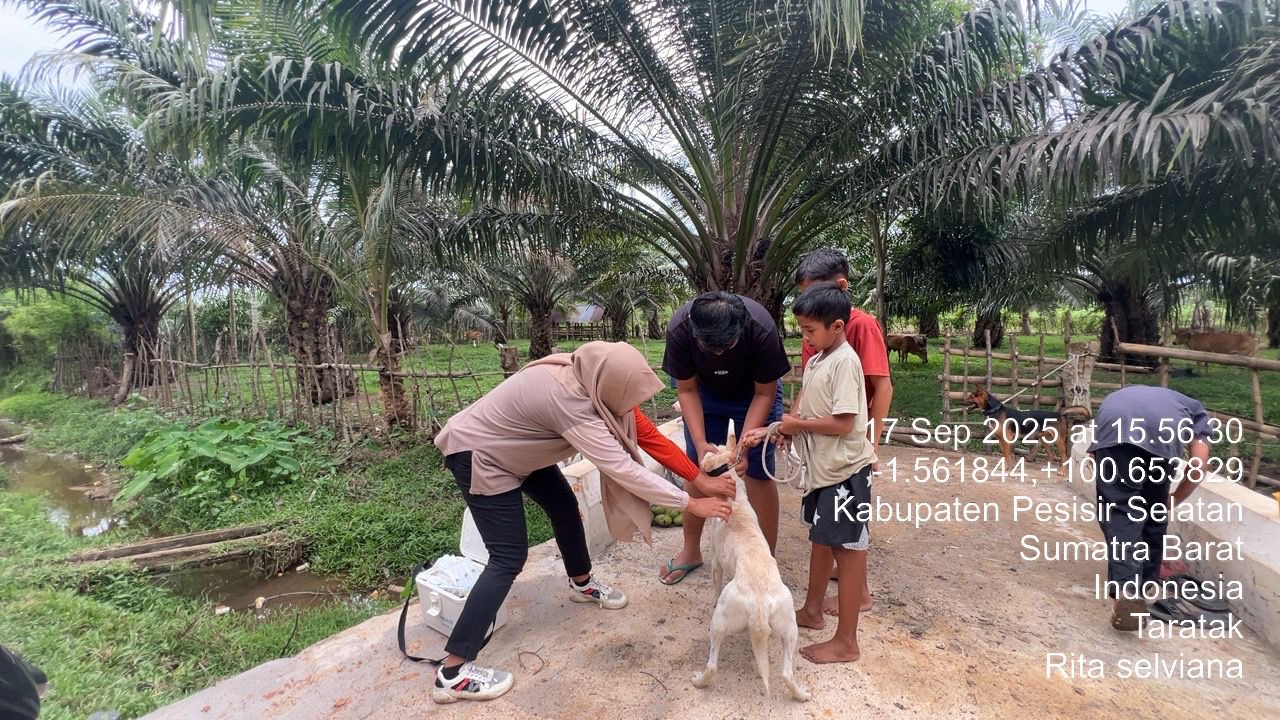 Petugas Puskeswan Terpadu Sutera Melakukan Vaksinasi Rabies di Nagari Rawang Gunung Malelo