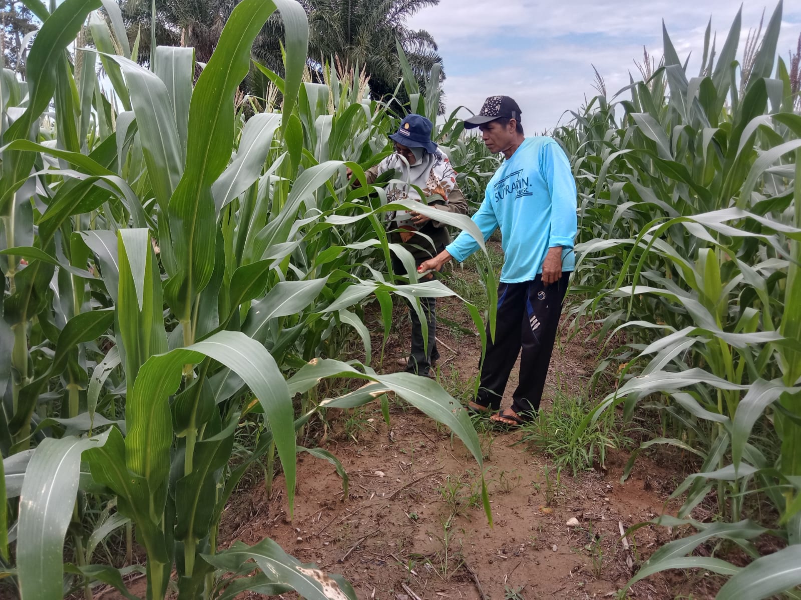 PENGENDALIAN HAMA BELALANG PADA TANAMAN JAGUNG