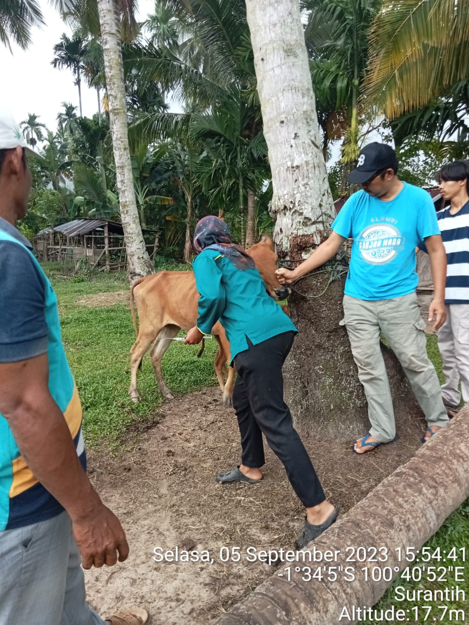 Vaksinasi pmk di nagari koto nan tigo selatan