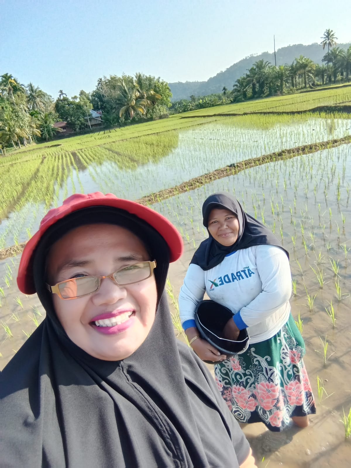PEMUPUKAN BERIMBANG TANAMAN PADI SAWAH 