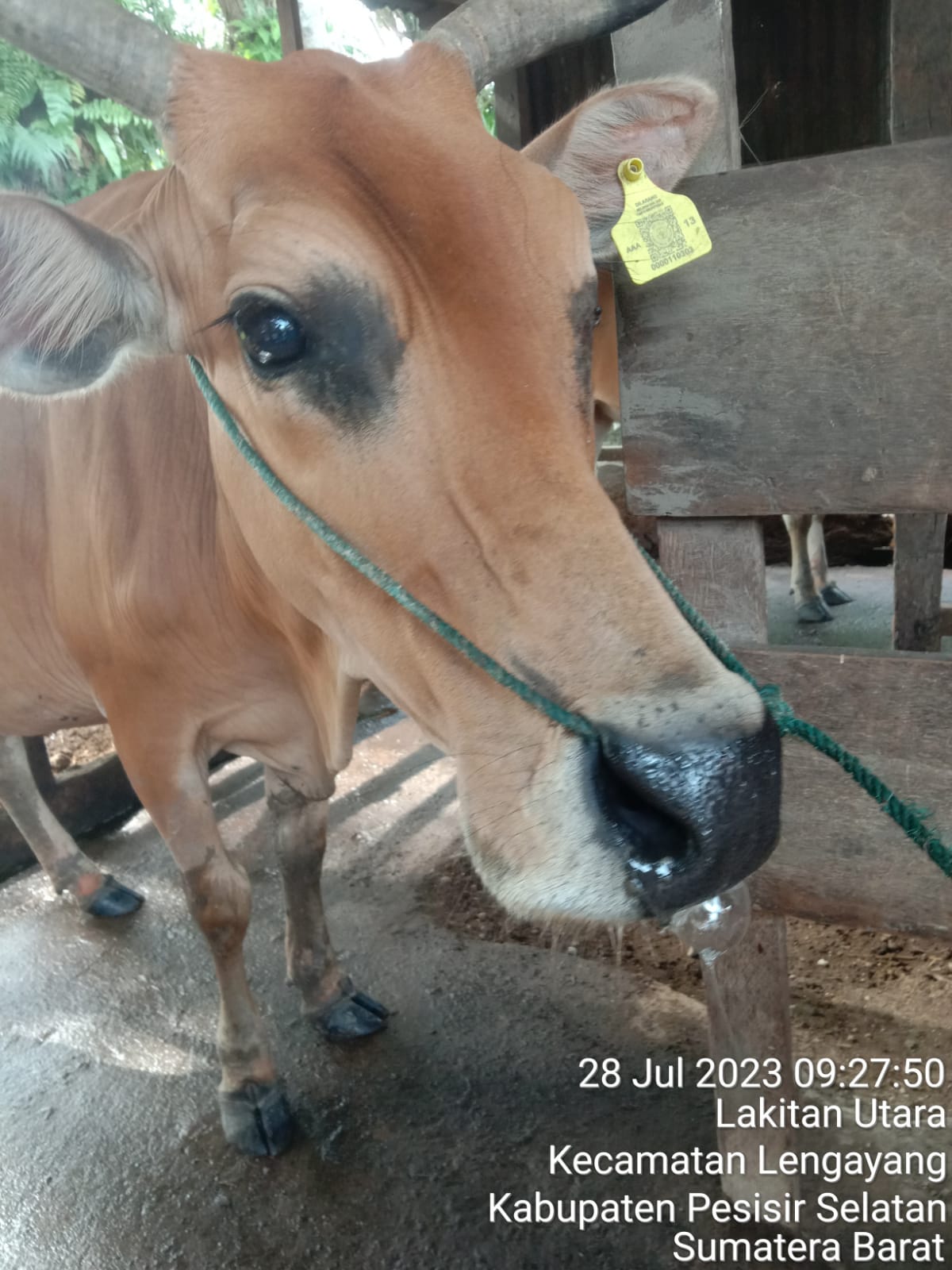 Tim Puskeswan Terpadu Sutera Melakukan Pengobatan PMK di Padang Marapalam