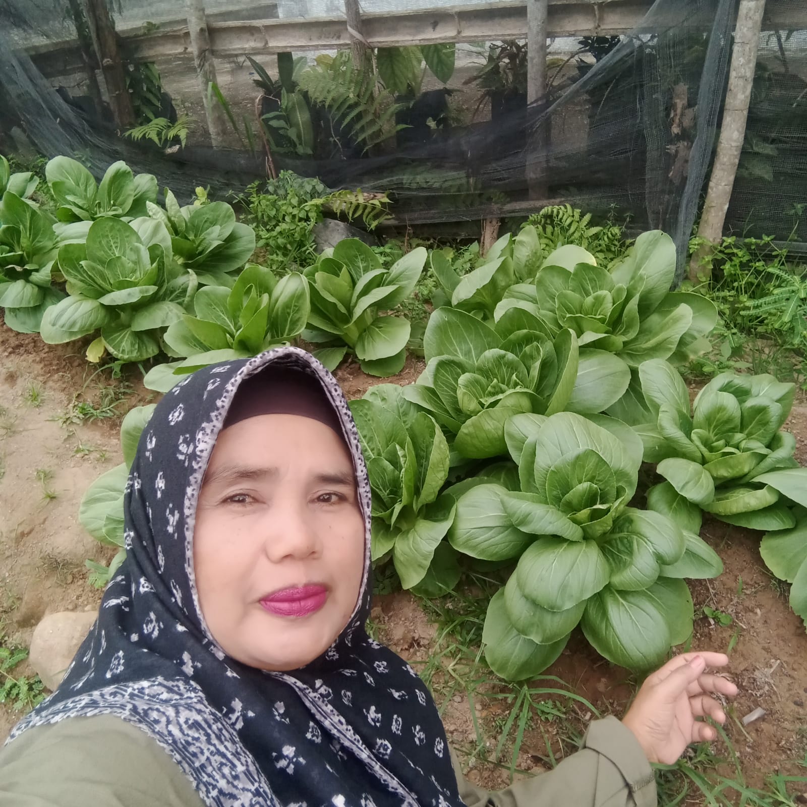 BUDIDAYA TANAMAN PAKCOY DI BPP RAHUL TAPAN