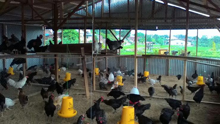 Cara meningkatkan nafsu makan ayam kampung