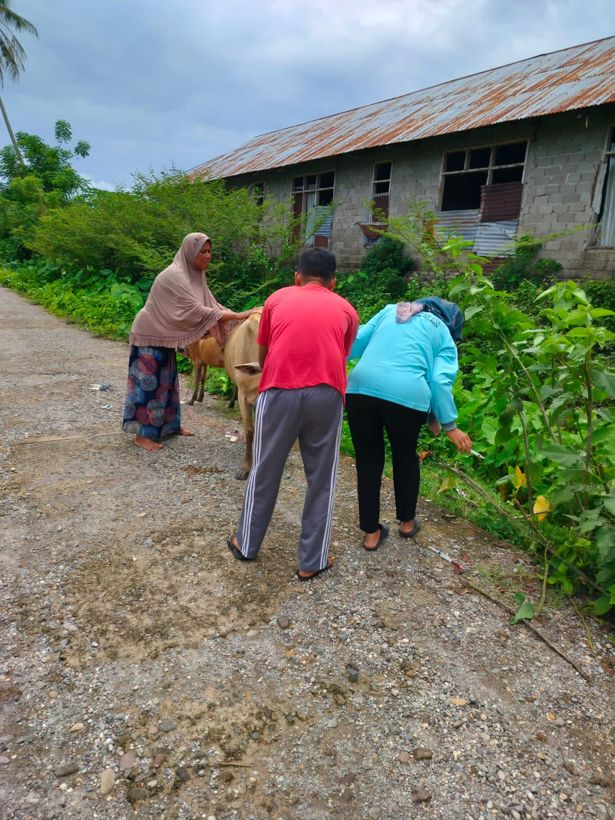 Pemberian vitamin pada sapi