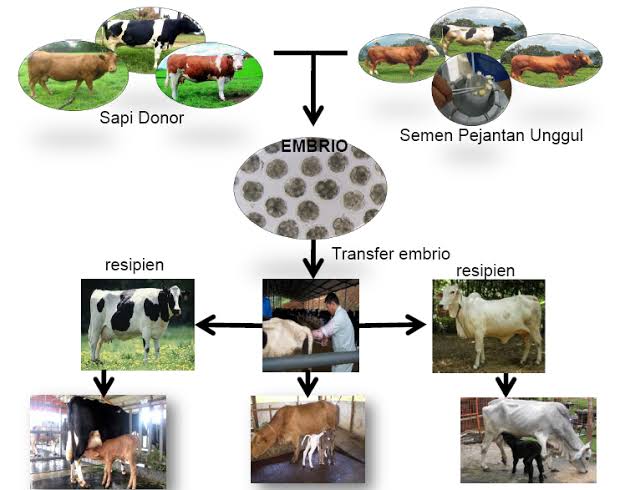 Program Transfer Embrio Pada Sapi