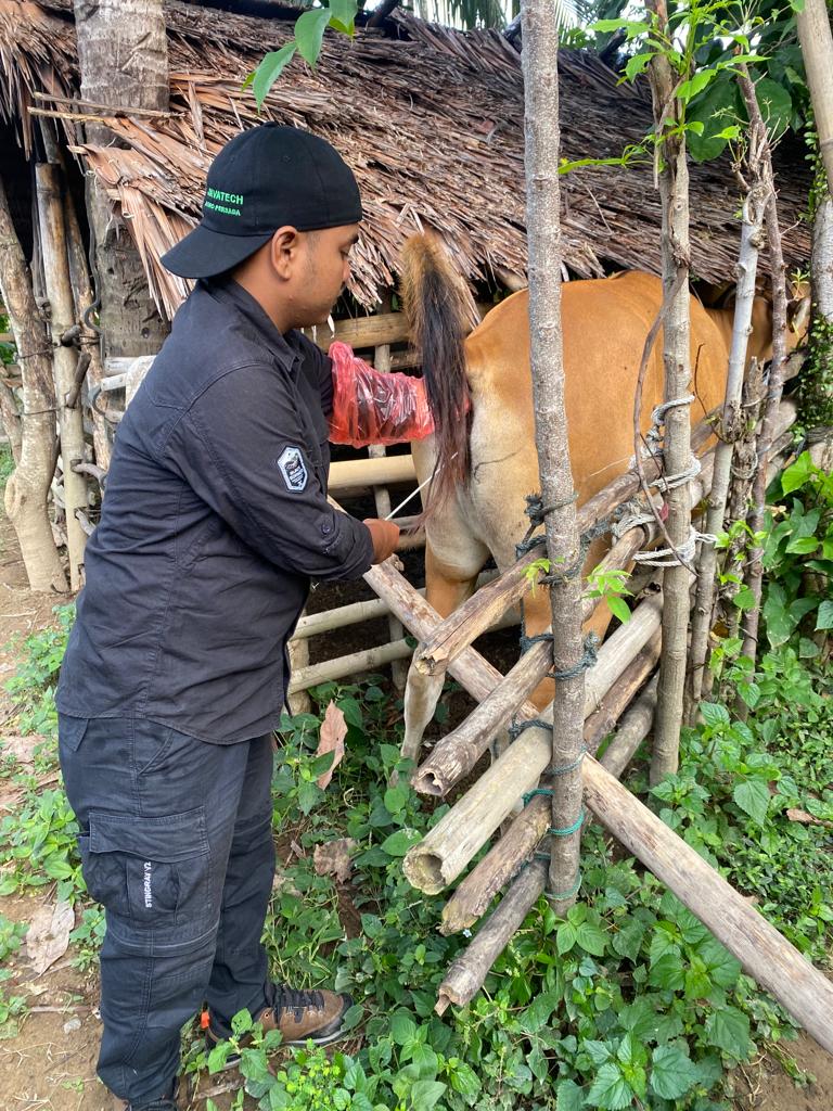 Inseminasi Buatan Pada Sapi