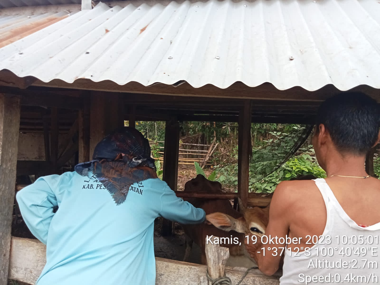 Prosedur Operasional Standar Vaksinasi PMK