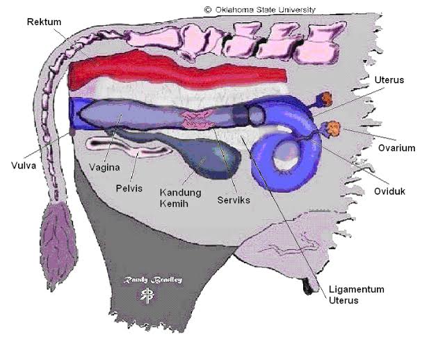 Pemeriksaan Kebuntingan Pada Sapi