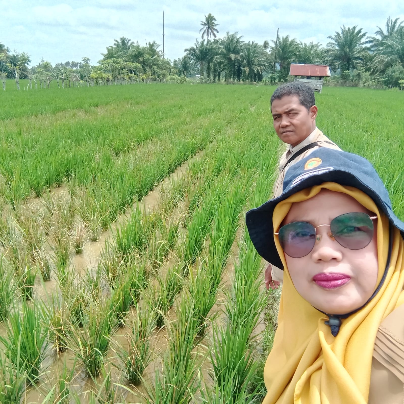 PENGAMATAN TANAMAN PADI SAWAH KELOMPOK TANI BANDAR LAMO II