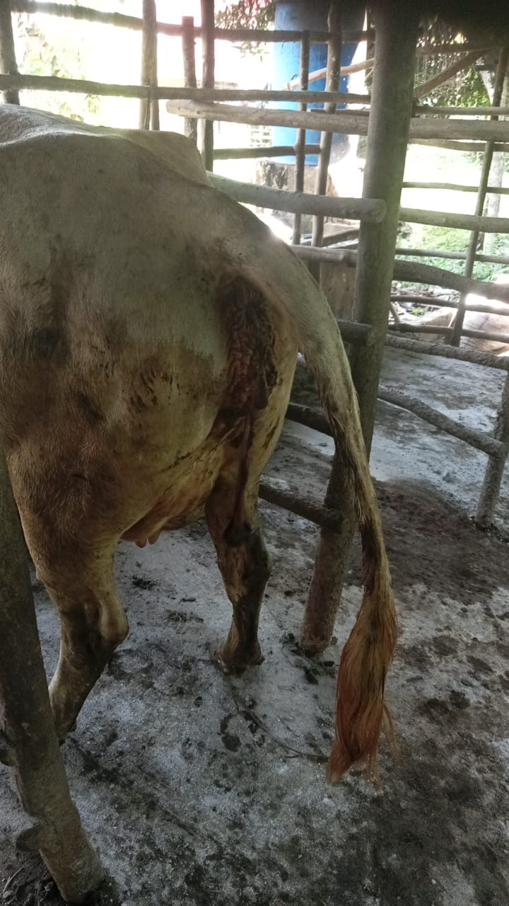 Retensi plasenta pada ternak sapi