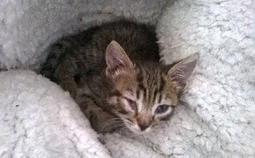 Cat flu pada kucing