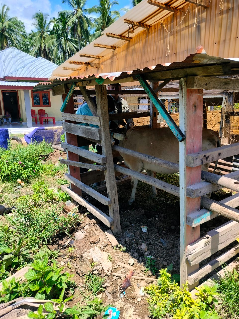 Pengobatan bef pada sapi