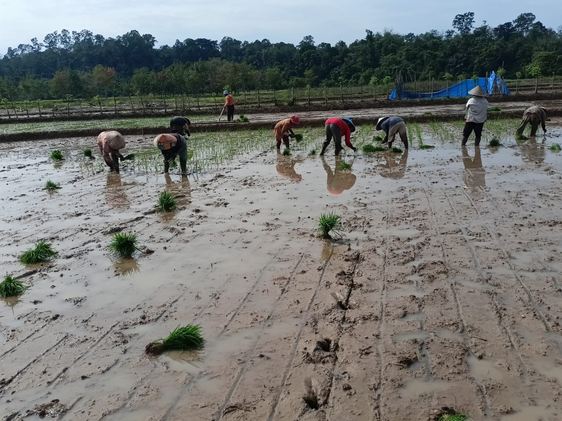 UPAYA PENINGKATAN PRODUKSI TANAM PADI JARWO
