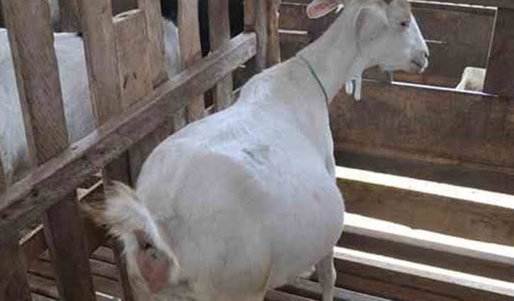 Puskeswan Sutera Melakukan Pengobatan Myiasis 